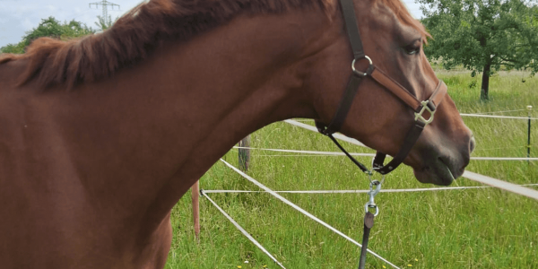 Bildschirmfoto 2025-07-01 um 17.46.20